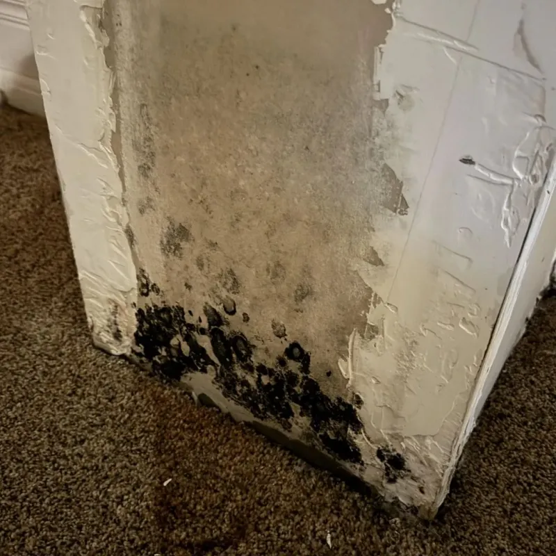 Professional Mold Removal in Fillmore, UT